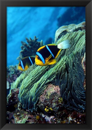 Framed Allard&#39;s anemonefish (Amphiprion allardi) in the ocean Print