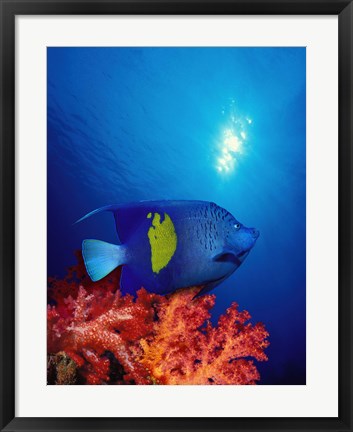 Framed Yellow-Banded angelfish (Pomacanthus maculosus) with soft corals in the ocean Print