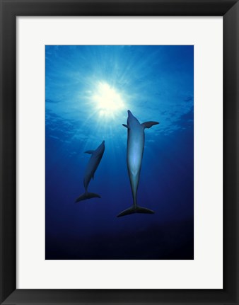 Framed Bottle-Nosed dolphins (Tursiops truncatus) in the sea Print