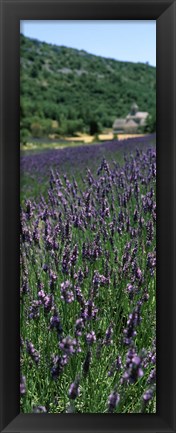 Framed Lavender crop with a monastery in the background, Abbaye De Senanque, Provence-Alpes-Cote d&#39;Azur, France Print