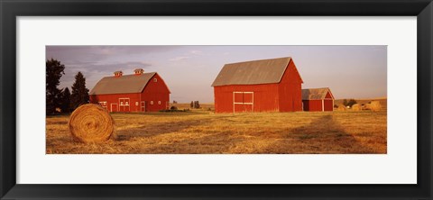 Framed Red barns in a farm, Palouse, Whitman County, Washington State, USA Print