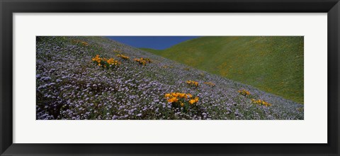 Framed Purple and Orange Wildflowers on a hillside, California Print