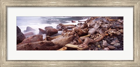 Framed Driftwood on the beach, Oregon Coast, Oregon, USA Print