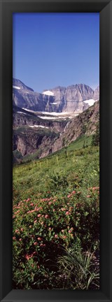 Framed Alpine wildflowers on a landscape, US Glacier National Park, Montana, USA Print