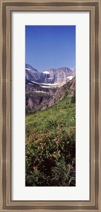 Framed Alpine wildflowers on a landscape, US Glacier National Park, Montana, USA Print