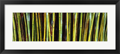 Framed Bamboo trees in a botanical garden, Kanapaha Botanical Gardens, Gainesville, Alachua County, Florida Print