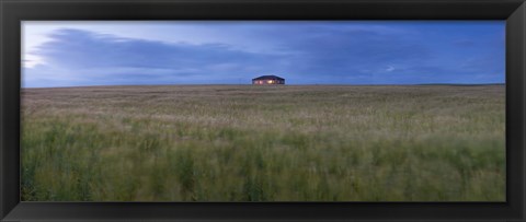 Framed Barley field with a house in the background, Orkney Islands, Scotland Print