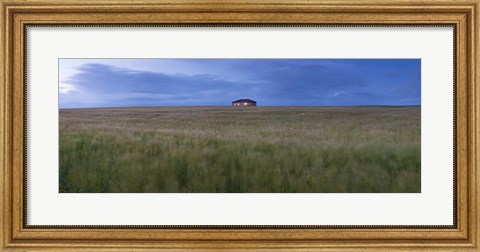 Framed Barley field with a house in the background, Orkney Islands, Scotland Print