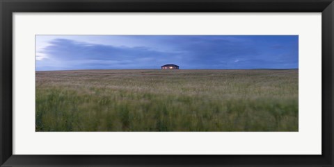 Framed Barley field with a house in the background, Orkney Islands, Scotland Print