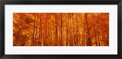 Framed Aspen trees at sunrise in autumn, Colorado (horizontal) Print