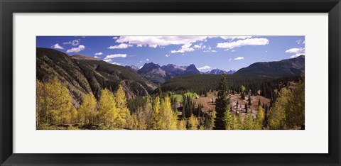 Framed Aspen trees with mountains in the background, Colorado, USA Print