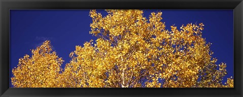 Framed Aspen trees against a Blue Sky, Colorado Print