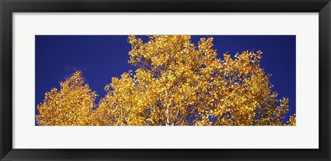 Framed Aspen trees against a Blue Sky, Colorado Print