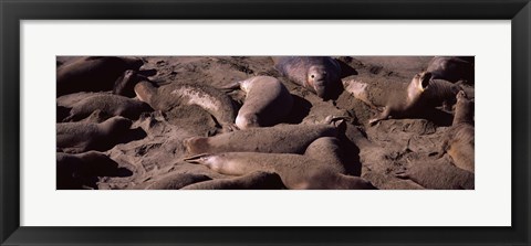 Framed Elephant seals on the beach, San Luis Obispo County, California Print