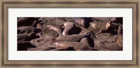 Framed Elephant seals on the beach, San Luis Obispo County, California Print