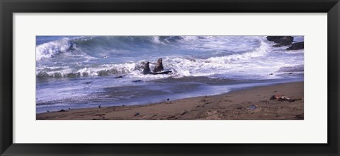 Framed Elephant seals in the sea, San Luis Obispo County, California, USA Print