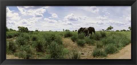 Framed African elephants (Loxodonta africana) in a field, Kruger National Park, South Africa Print