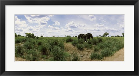 Framed African elephants (Loxodonta africana) in a field, Kruger National Park, South Africa Print