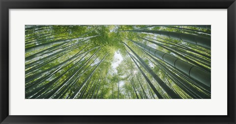 Framed Low angle view of bamboo trees, Hokokuji Temple, Kamakura, Kanagawa Prefecture, Kanto Region, Honshu, Japan Print