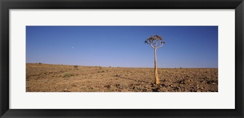 Framed Lone Quiver tree (Aloe dichotoma) in a field, Fish River Canyon, Namibia Print