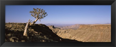 Framed Lone Quiver tree (Aloe dichotoma) in a desert, Ai-Ais Hot Springs, Fish River Canyon, Namibia Print