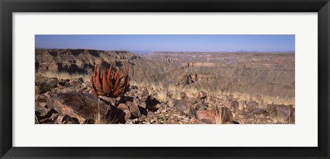 Framed Aloe growing at the edge of a canyon, Fish River Canyon, Namibia Print