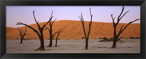 Framed Dead trees in a desert at sunrise, Dead Vlei, Sossusvlei, Namib-Naukluft National Park, Namibia Print