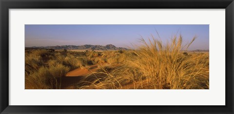 Framed Grass growing in a desert, Namib Rand Nature Reserve, Namib Desert, Namibia Print