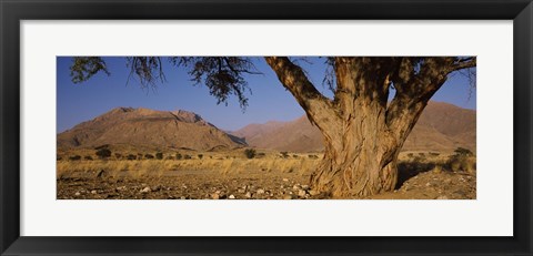 Framed Camelthorn tree (Acacia erioloba) with mountains in the background, Brandberg Mountains, Damaraland, Namib Desert, Namibia Print