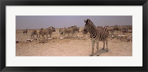 Framed Herd of Burchell&#39;s zebras (Equus quagga burchelli) in a field, Etosha National Park, Kunene Region, Namibia Print