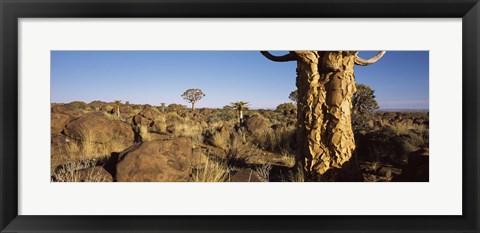 Framed Quiver tree (Aloe dichotoma) growing in a desert, Namibia Print