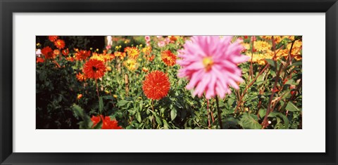 Framed Dahlia flowers in a park, Stuttgart, Baden-Wurttemberg, Germany Print