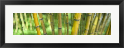 Framed Close-up of bamboo, California, USA Print