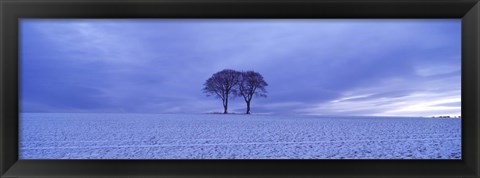 Framed Twin trees in a snow covered landscape, Warter Wold, Warter, East Yorkshire, England Print