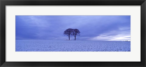 Framed Twin trees in a snow covered landscape, Warter Wold, Warter, East Yorkshire, England Print