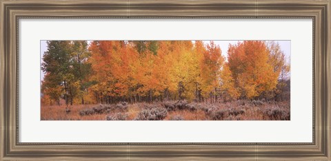 Framed Jackson Hole in Autumn Print