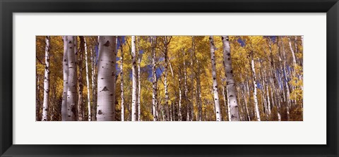 Framed Forest, Grand Teton National Park, Teton County, Wyoming, USA Print