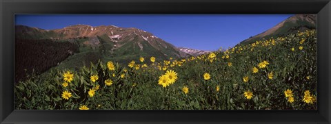 Framed Wildflowers in a forest, Kebler Pass, Crested Butte, Gunnison County, Colorado, USA Print