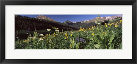 Framed Wildflowers in a forest, West Maroon Pass, Crested Butte, Gunnison County, Colorado, USA Print