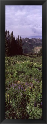 Framed Forest, Washington Gulch Trail, Crested Butte, Gunnison County, Colorado (vertical) Print