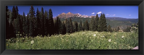 Framed Forest, Kebler Pass, Crested Butte, Gunnison County, Colorado, USA Print