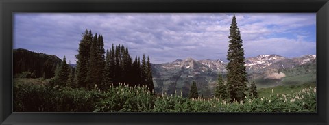 Framed Forest, Washington Gulch Trail, Crested Butte, Gunnison County, Colorado (horizontal) Print