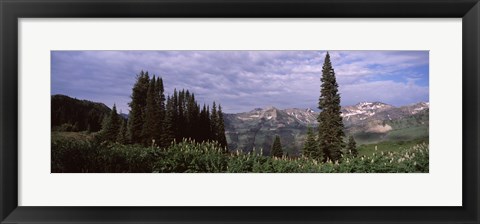 Framed Forest, Washington Gulch Trail, Crested Butte, Gunnison County, Colorado (horizontal) Print