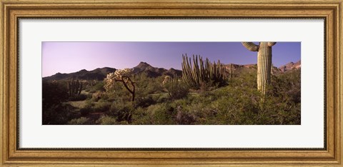 Framed Organ Pipe cactus, Arizona Print