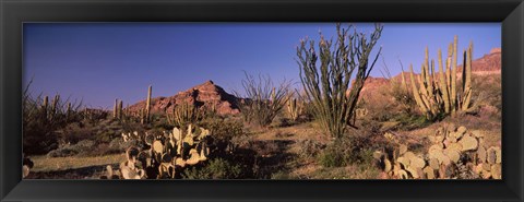 Framed Organ Pipe Cacti, Organ Pipe Cactus National Monument, Arizona, USA Print