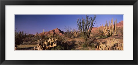 Framed Organ Pipe Cacti, Organ Pipe Cactus National Monument, Arizona, USA Print