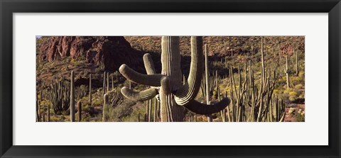 Framed Cacti on a landscape, Arizona Print