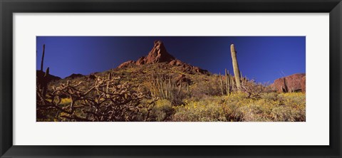 Framed Organ Pipe Cactus National Monument, Arizona Print