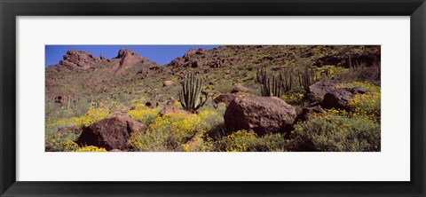 Framed Cacti with wildflowers on a landscape, Organ Pipe Cactus National Monument, Arizona, USA Print