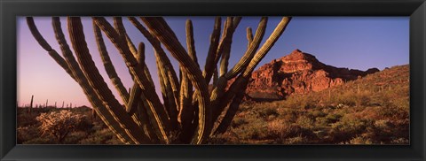 Framed Organ Pipe cactus on a landscape, Organ Pipe Cactus National Monument, Arizona Print